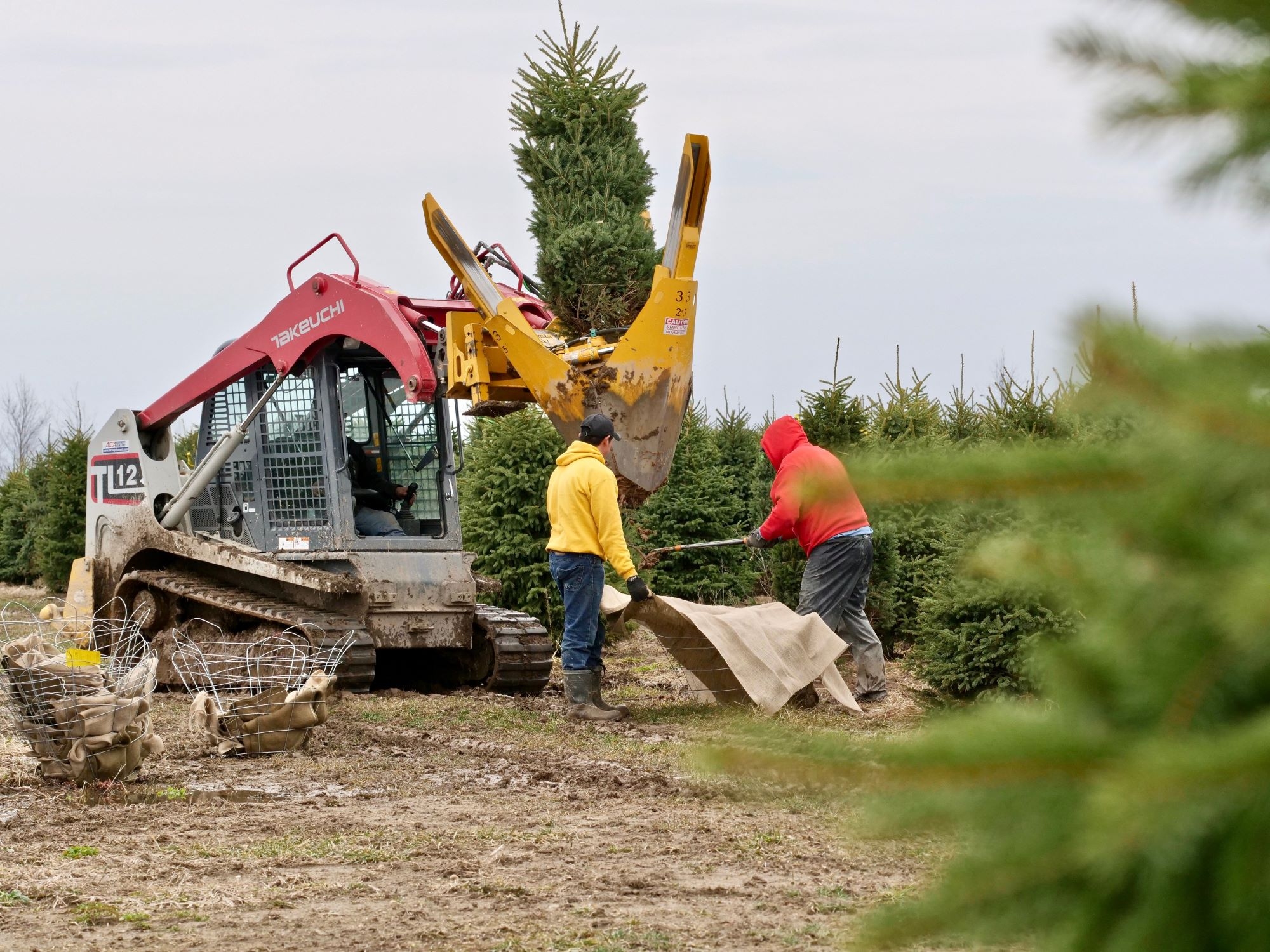 Balled And Burlap : Dutchman Tree Farms